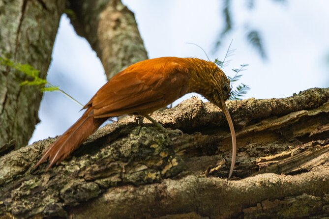 Birding and Nature Chaco Tour - Tour Details