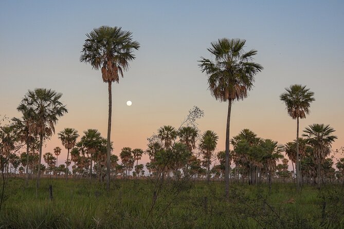 Birding and Nature Chaco Tour - Meeting and Pickup
