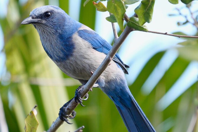 Birding and Wildlife Tour of Floridas Treasure Coast - Key Points