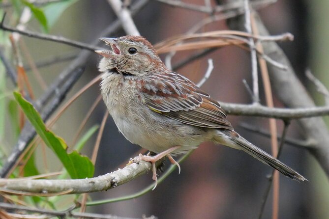 Birding and Wildlife Tour of Floridas Treasure Coast - Inclusions and Meeting