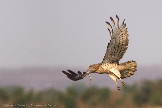 Birding & Bird Photography Tour in Bangalore - Experience Details