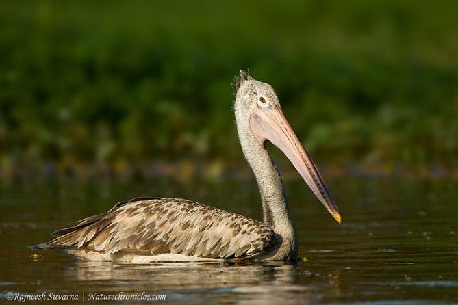 Birding & Bird Photography Tour in Bangalore - Guide Expertise