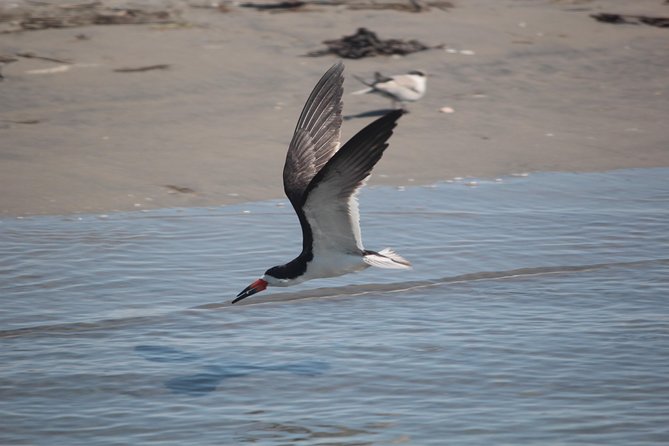 Birding By Boat on the Osprey - Additional Information