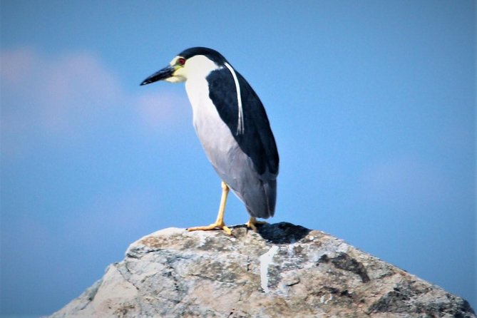 Birding By Boat on the Osprey - Weather-Dependent Experience