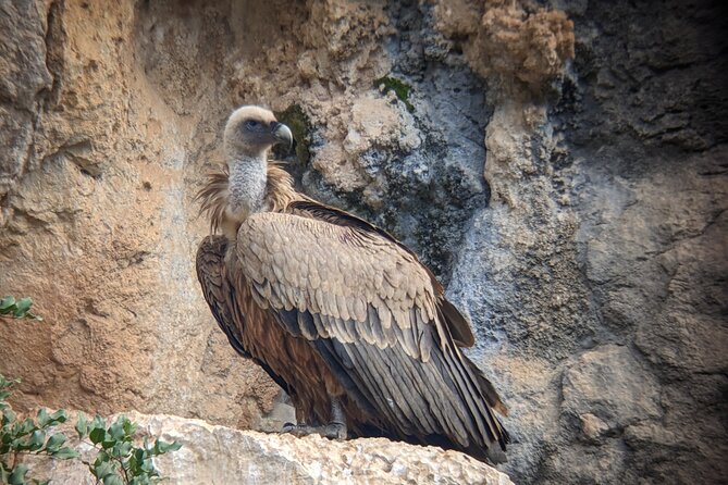 Birding Costa Del Sol Day Tour - Operator Background