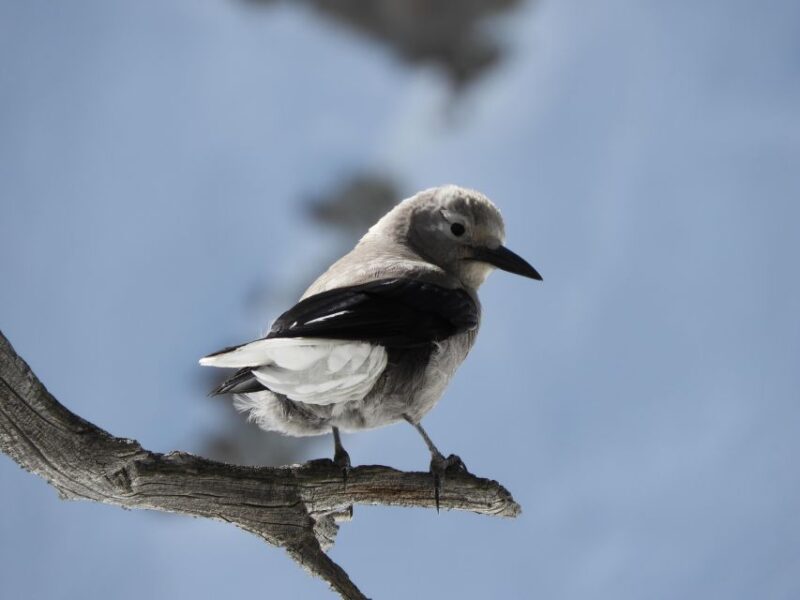Birding Hike and Hot Spring Soak From Denver - Itinerary Details