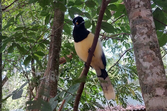 Birding Iguazu Explorer Private Tour - Inclusions and Amenities