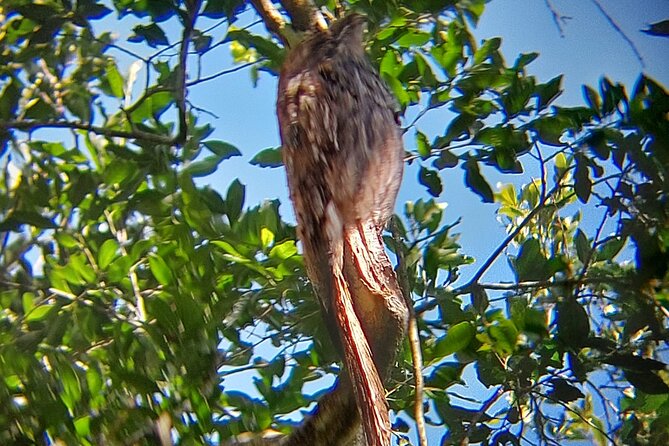 Birding Iguazu Explorer Private Tour - Birding Opportunities