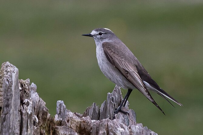 Birding in Garibaldi Pass - Key Points