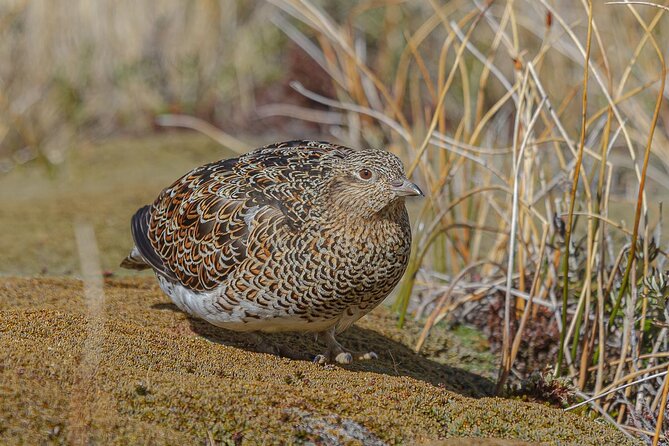 Birding in Garibaldi Pass - Diverse Avian Inhabitants