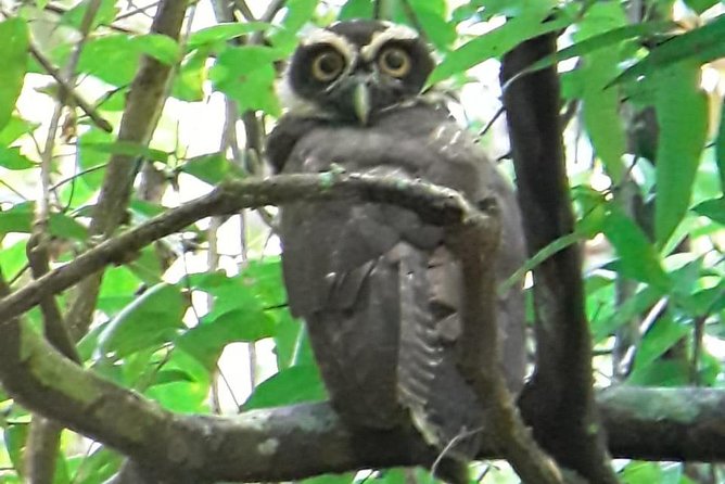 Birding in the Rainforest - Tour Inclusions and Logistics