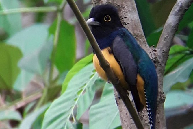 Birding in the Rainforest - Guide Experience