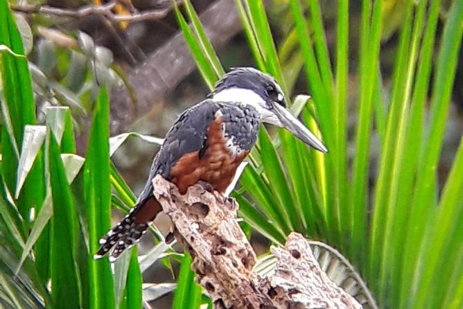 Birding in the Rainforest - Booking Information
