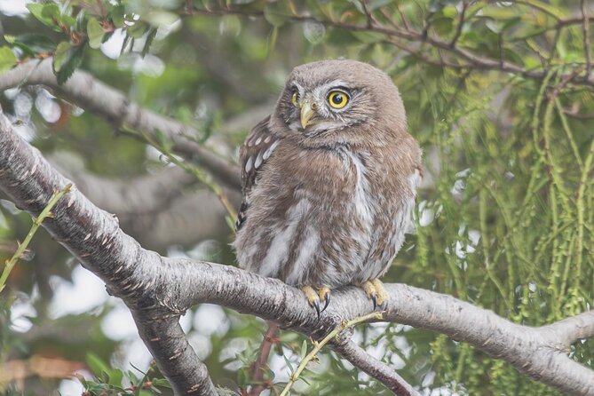 Birding in Tierra Del Fuego National Park - Tour Logistics and Requirements