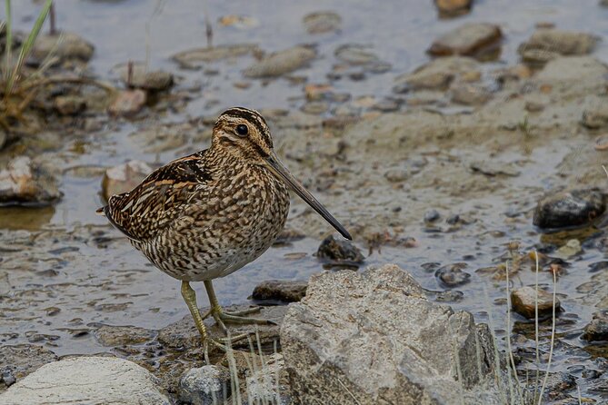 Birding in Tierra Del Fuego National Park - Customer Experiences and Feedback