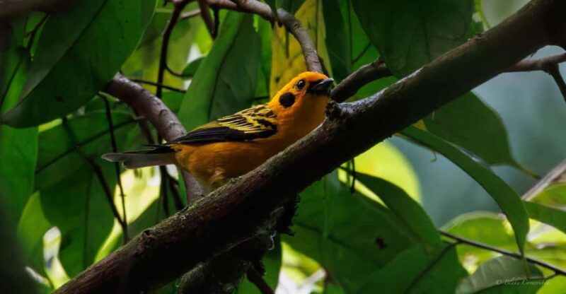 Birding Medellin With Expert Bird-Watcher (Private) - Key Points