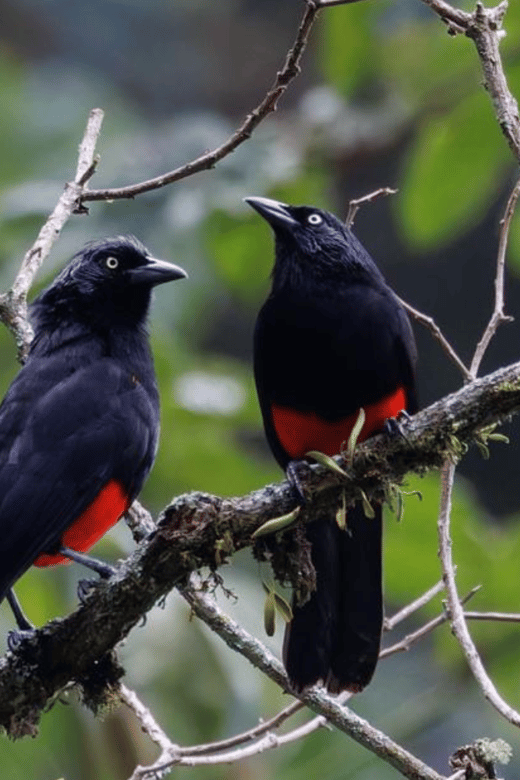 Birding Medellin With Expert Bird-Watcher (Private) - Experience Highlights