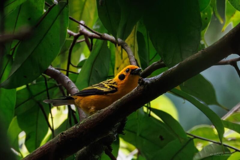 Birding Medellin With Expert Bird-Watcher (Private) - Itinerary and Logistics