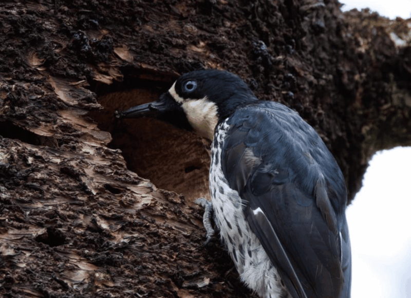 Birding Medellin With Expert Bird-Watcher (Private) - Customer Feedback