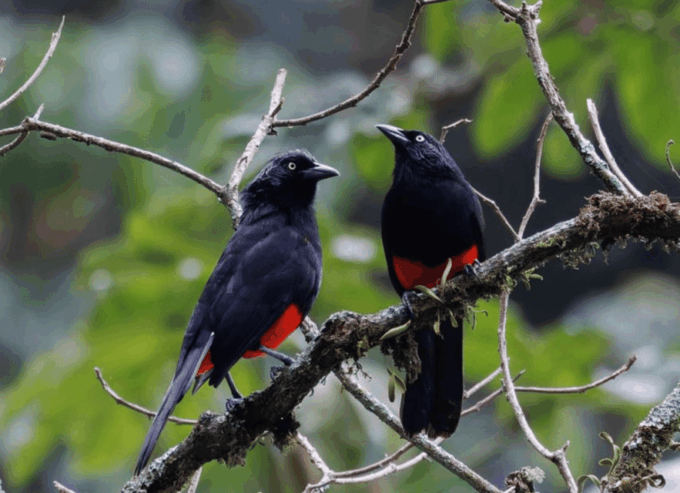 Birding Medellin With Expert Bird-Watcher (Private) - Birding Expertise