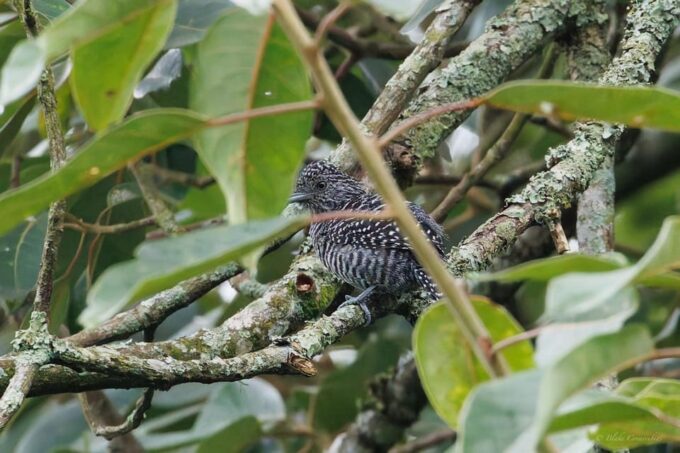 Birding Medellin With Expert Bird-Watcher (Private) - Frequently Asked Questions