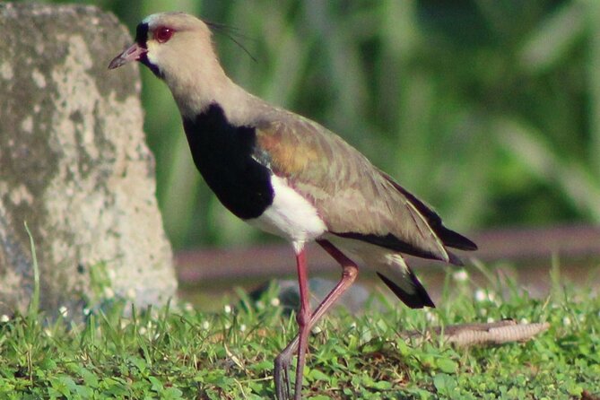 Birding Metropolitan Natural Park - Birding Tour Highlights