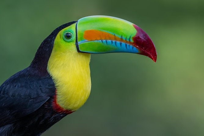 Birding Metropolitan Natural Park - Inclusions and Gear Recommendations