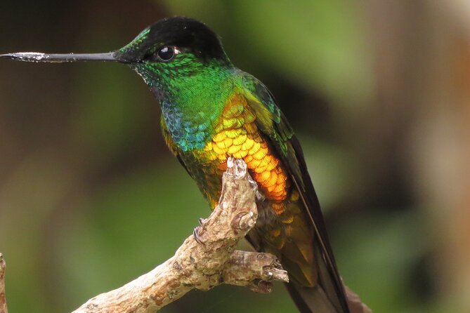 Birding & Nature to Chicaque Cloud Forest Nature Reserve - Diverse Ecosystem