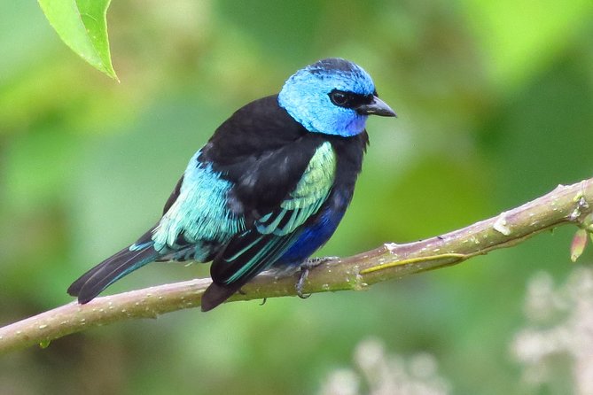 Birding & Nature to Chicaque Cloud Forest Nature Reserve - Booking and Cancellation
