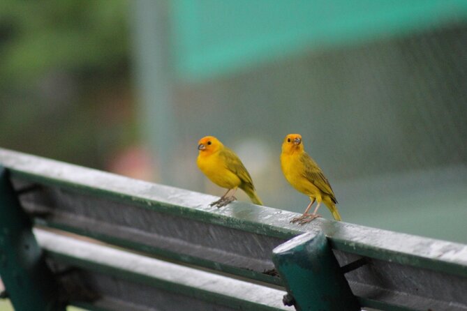 Birding Pipeline Road From Amador Cruise Port - Key Points