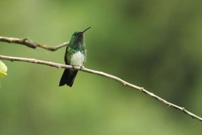 Birding Pipeline Road From Amador Cruise Port - Meeting and Pickup Details