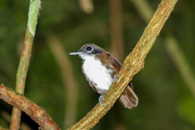 Birding Pipeline Road From Amador Cruise Port - Fitness and Health Requirements