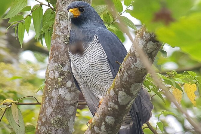 Birding Pipeline Road From Amador Cruise Port - Panama Rain Forest Discovery Center