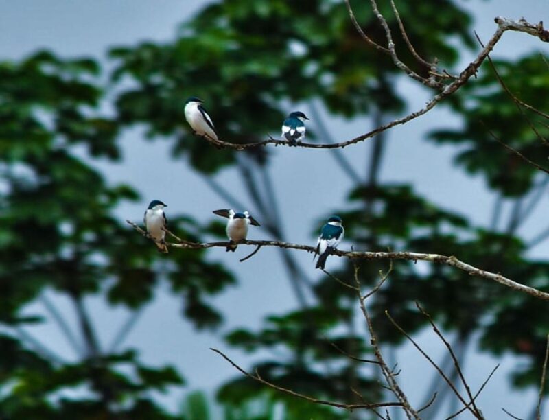 Birding The Amazon - Key Points