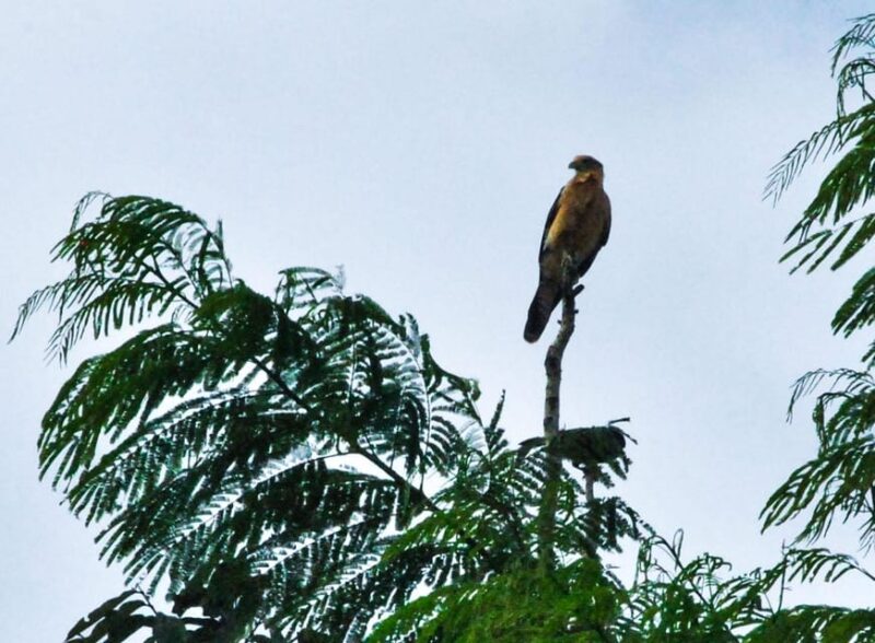 Birding The Amazon - Important Information and Restrictions
