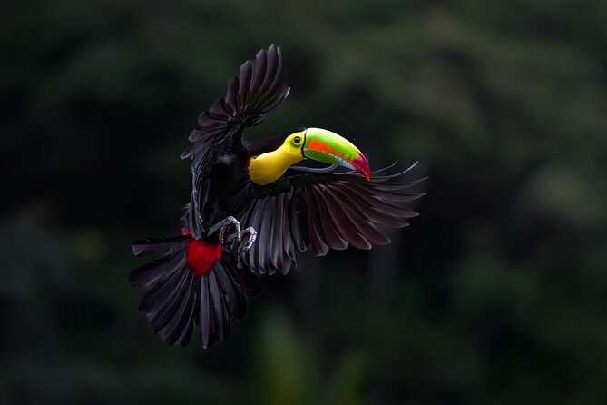 Birding the Monteverde Cloud Forest - Key Points