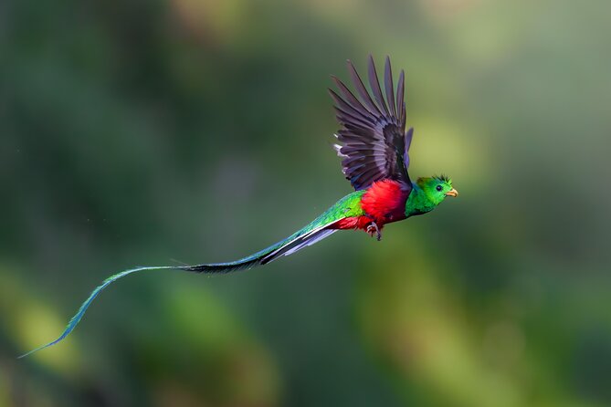 Birding the Monteverde Cloud Forest - Spotting the Quetzal Bird
