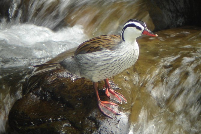 Birding Tour - Included Amenities
