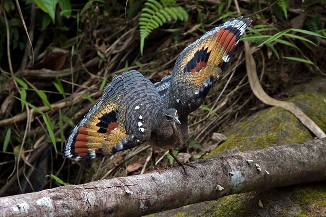Birding Tour - Participant Accessibility
