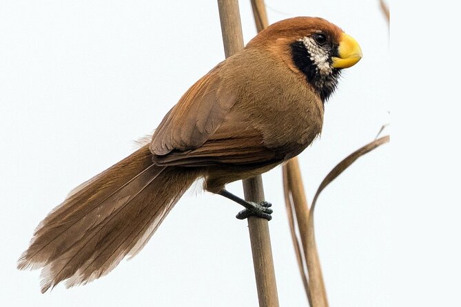 Birding Tour in Upper Assam and Eastern Arunachal Pradesh - Key Points