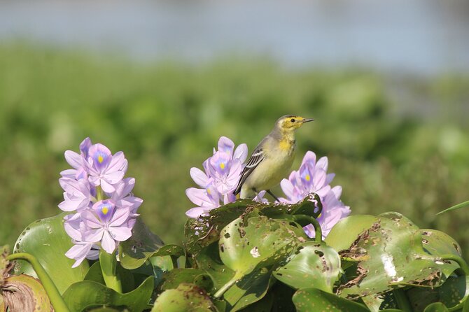 Birding Tour in Upper Assam and Eastern Arunachal Pradesh - Birding Locations