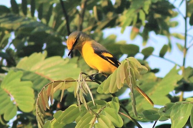 Birding Tour in Upper Assam and Eastern Arunachal Pradesh - Wildlife and Habitat