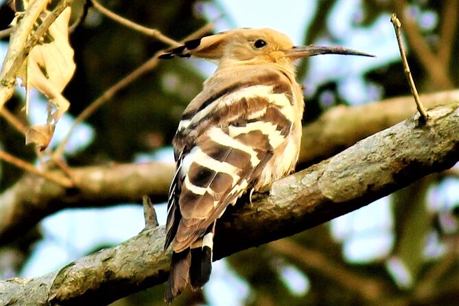 Birding Tour in Upper Assam and Eastern Arunachal Pradesh - Packing and Preparation