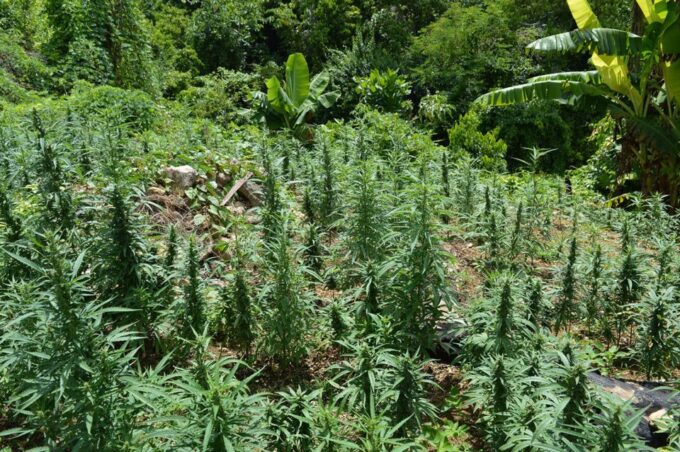 Birds and Cannabis Farm Private Tour - Exploring the Birds