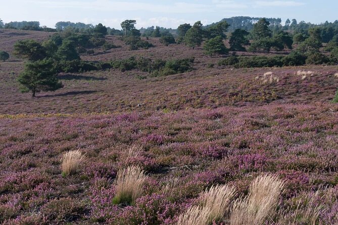 Birds and Wildlife of Thursley Heath - About Your Stay