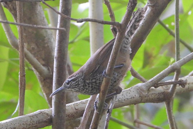 Birds of the Mayan World 3 - Birdwatching in Tropical Habitats