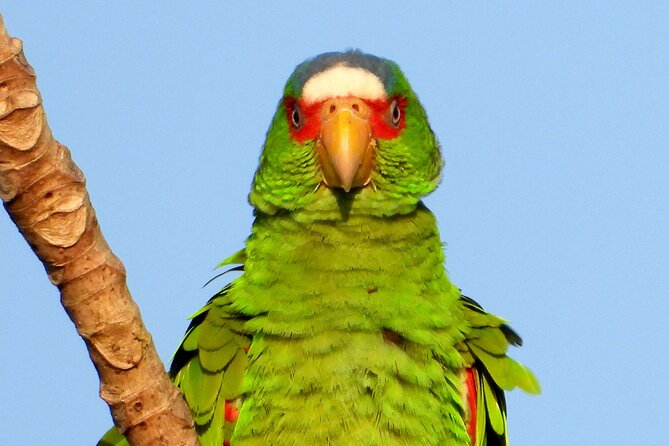 Birds of the Mayan World 3 - Discovering Winged Treasures