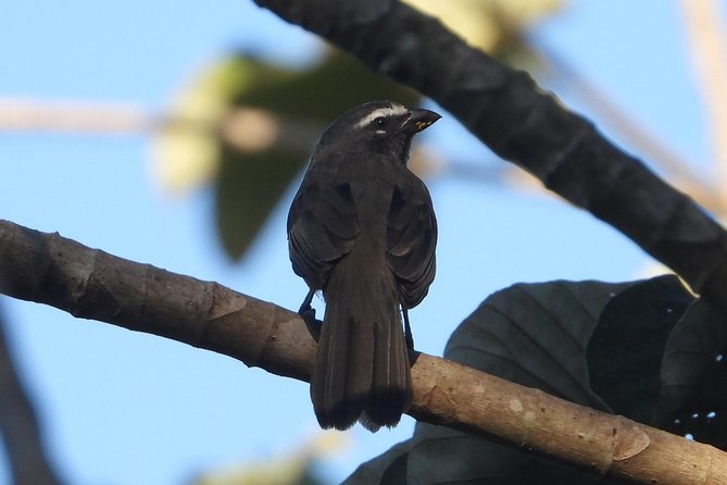Birds of the Mayan World 3 - Birding Amidst Mayan Ruins