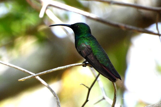 Birds of the Mayan World 3 - Mayan World Bird Highlights