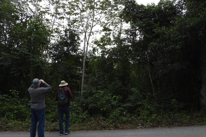 Birds of the Mayan World 3 - Frequently Asked Questions